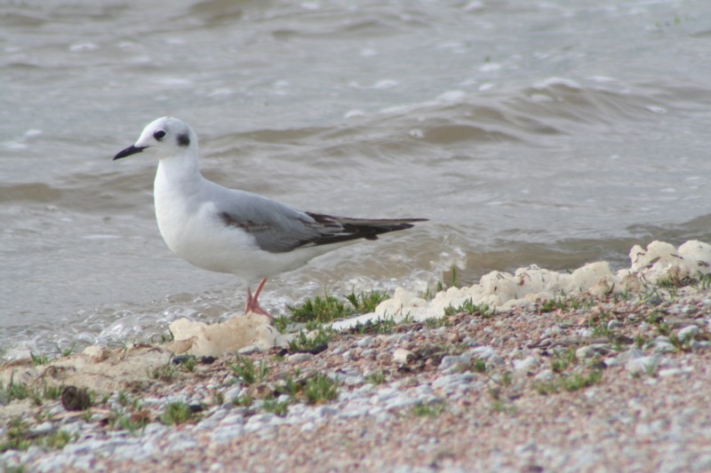 Bonapartes gull