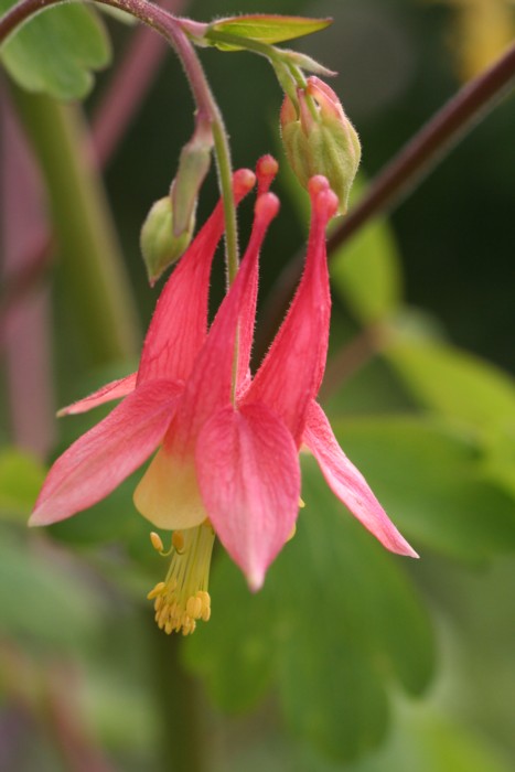Columbine