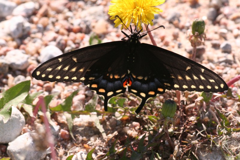 Black Swallowtail (female)