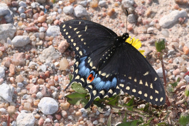 Black Swallowtail (female)