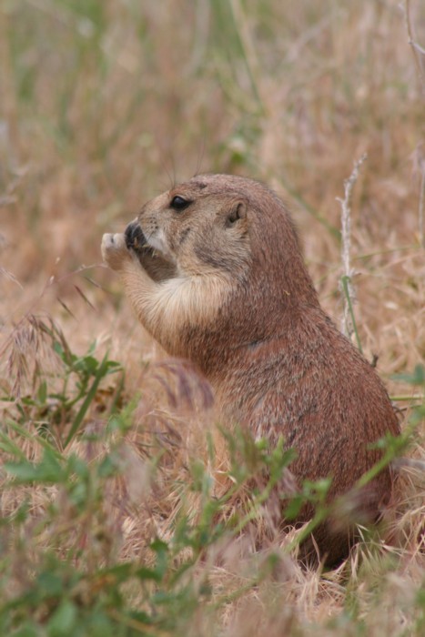 Prairie Dog