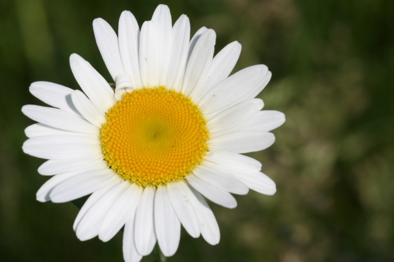Daisy