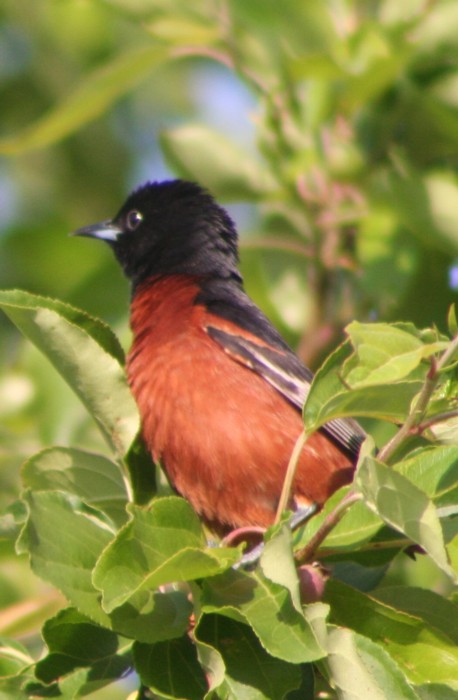 Orchard Oriole