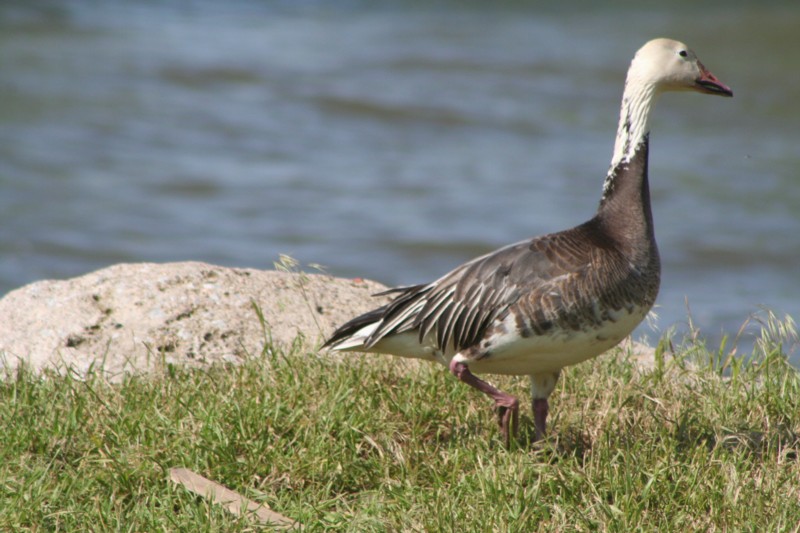 Snow goose
