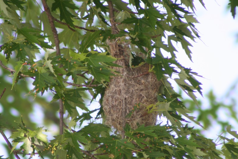 Baltimore Oriole Nest