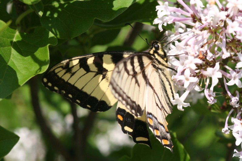 Eastern Tiger Swallowtail