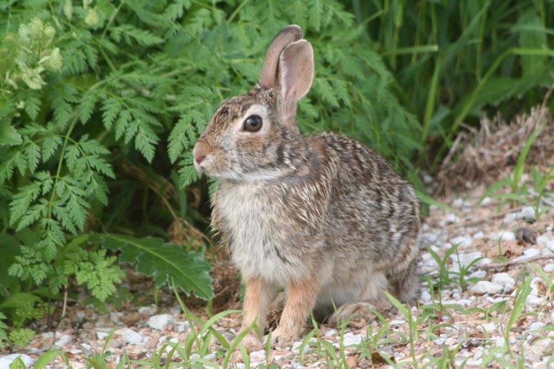 Rabbit
