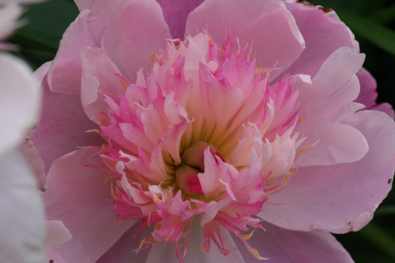 Peony