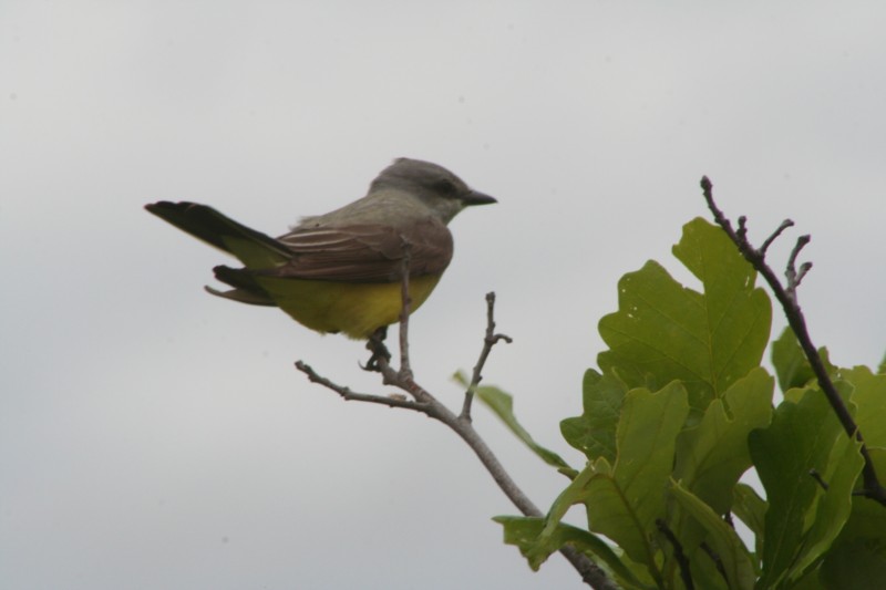 Western Kingbird