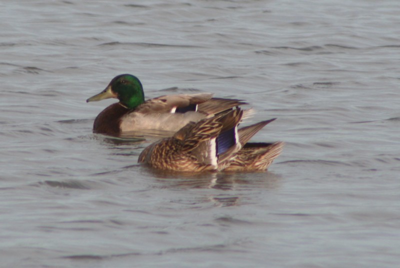 Mallards