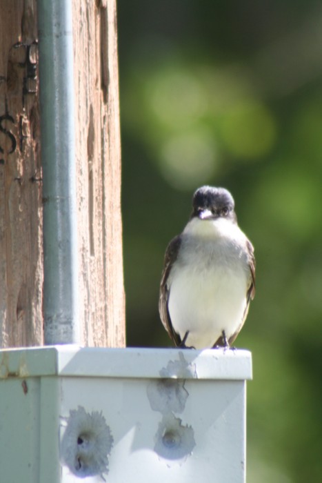 Eastern Kingbird