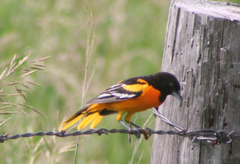 Baltimore Oriole