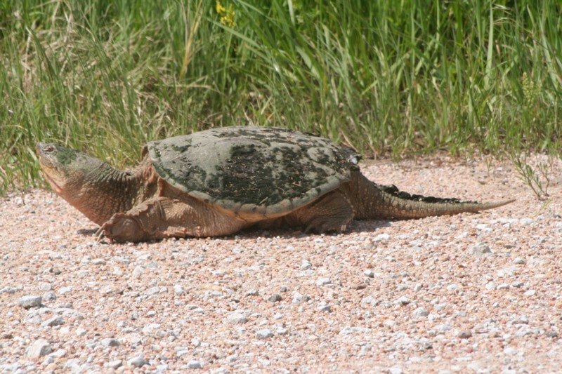 Snapping Turtle