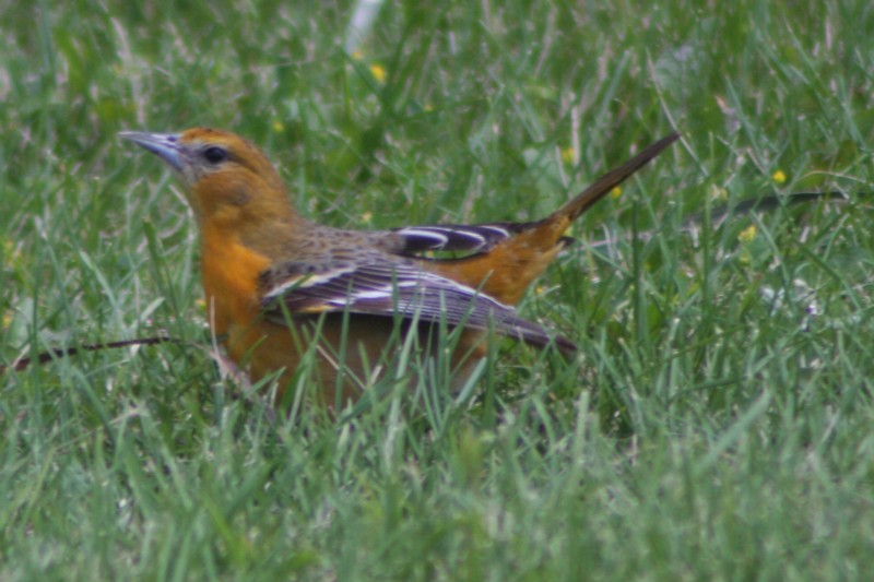 Balitmore Oriole (female)