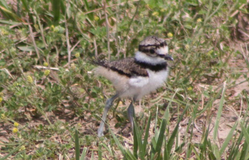 Baby Killdeer