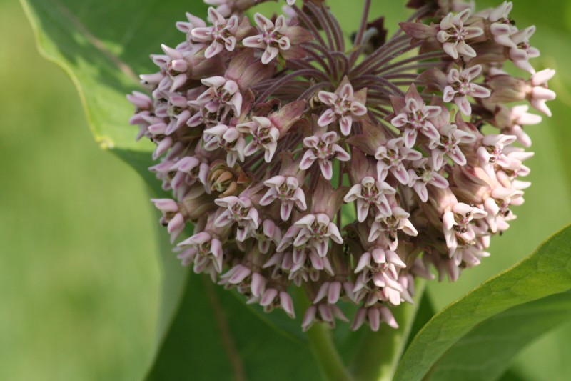 Swamp Milkweed