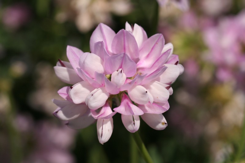 Crown Vetch
