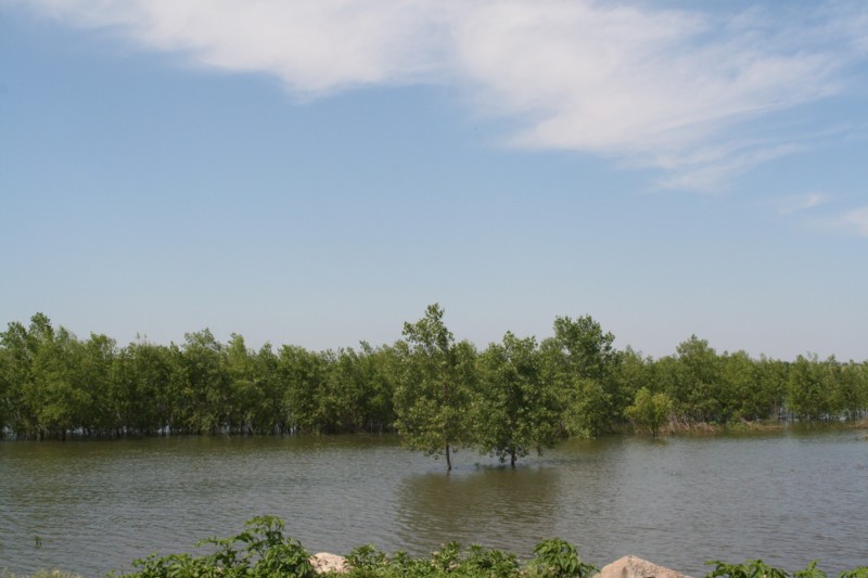 The Tree Line Was The Shore Line