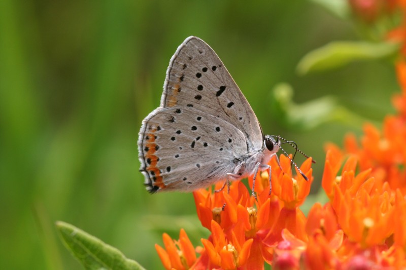 Gray Copper