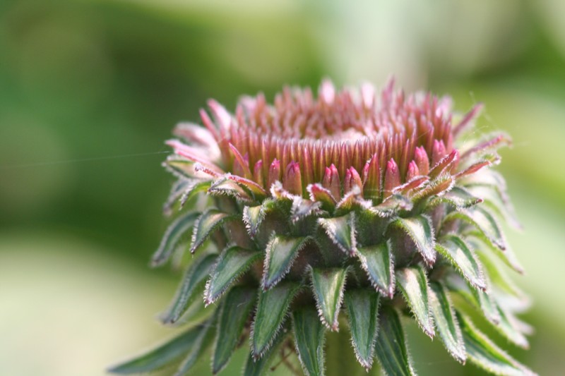 Purple Coneflower Bud