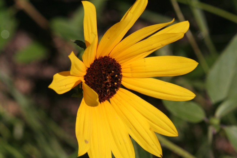 Black-eyed Susan