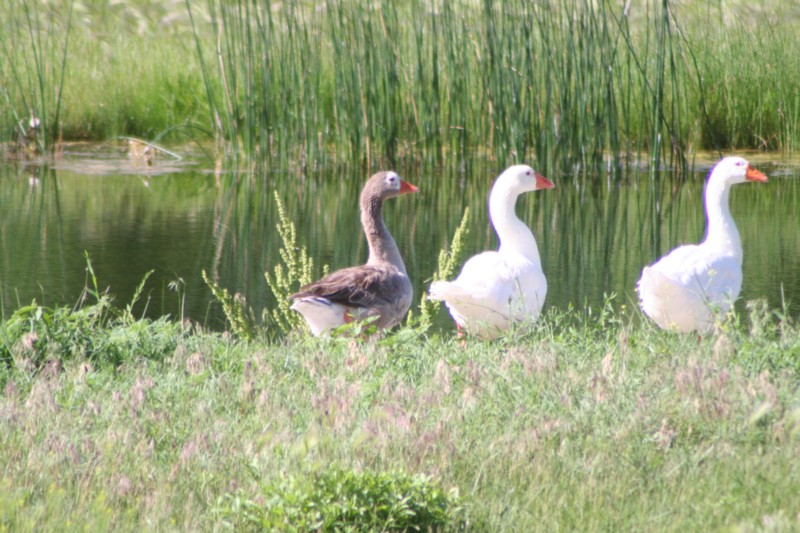 Geese