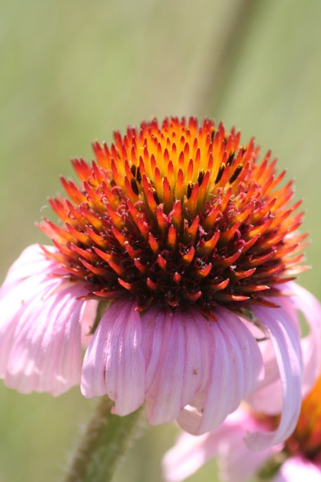 Purple Coneflower