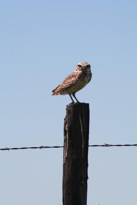 Burrowing Owl