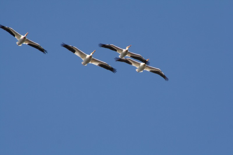American White Pelicans