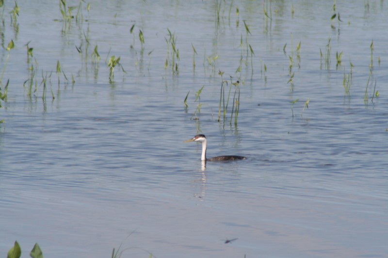 Western Grebe