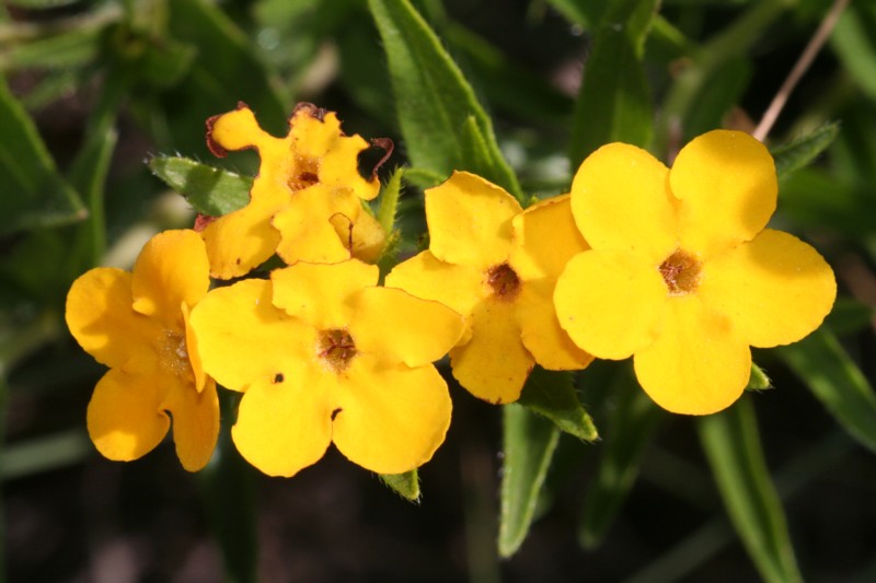 Hoary Puccoon