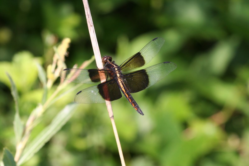 Widow Skimmer (female)