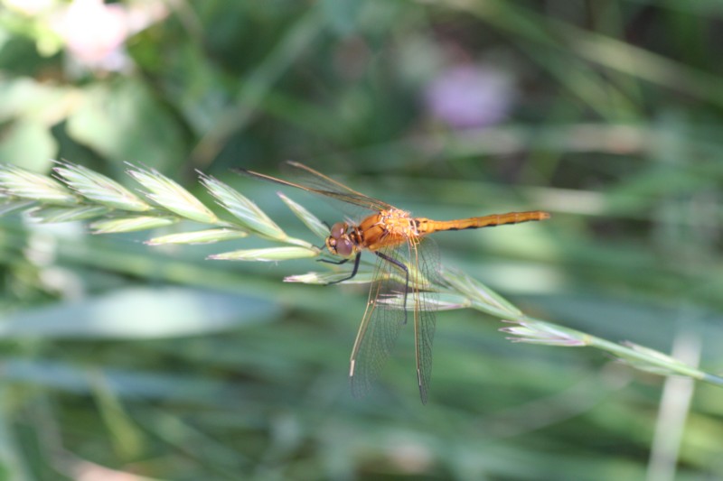 Cherry-faced or Janes Meadowhawk