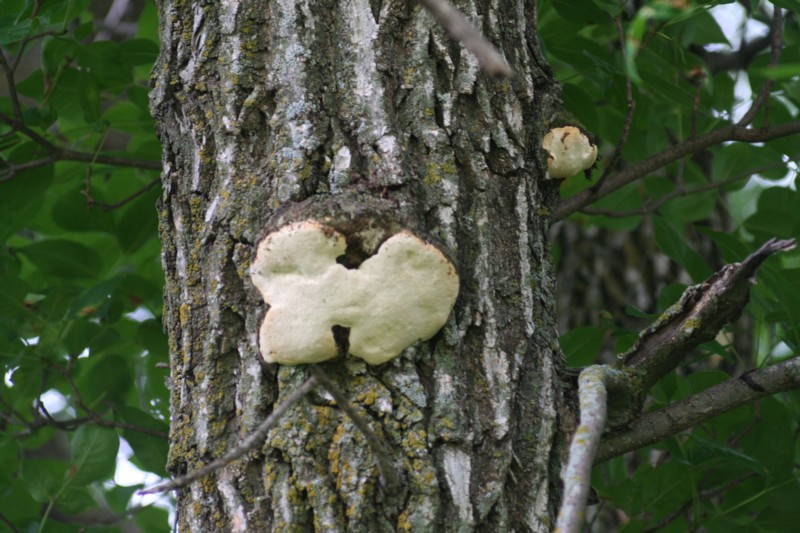 Mushroom