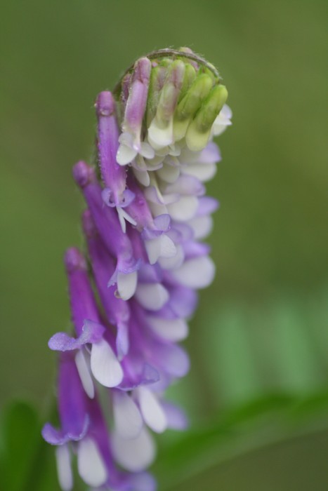 Hairy Vetch