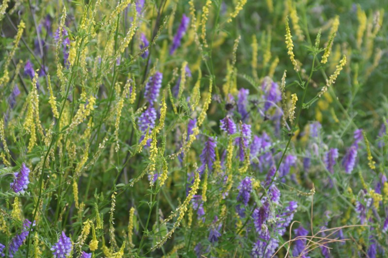 Hairy Vetch & Early Goldenrod