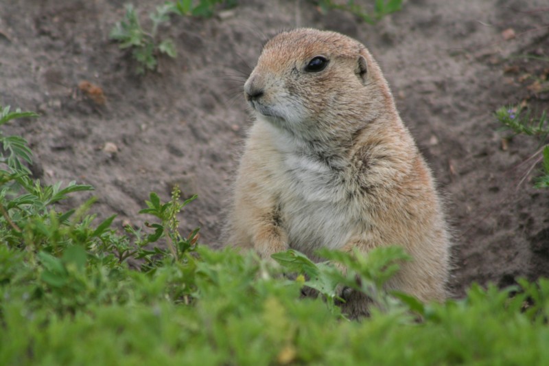 Prairie Dog