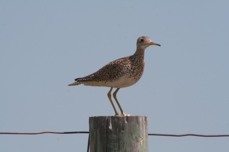 Upland Sandpiper