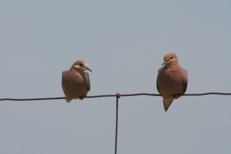 Mourning Doves
