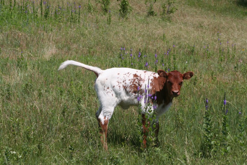 Calf