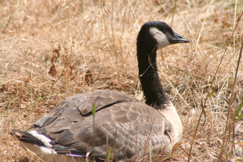 Canada goose