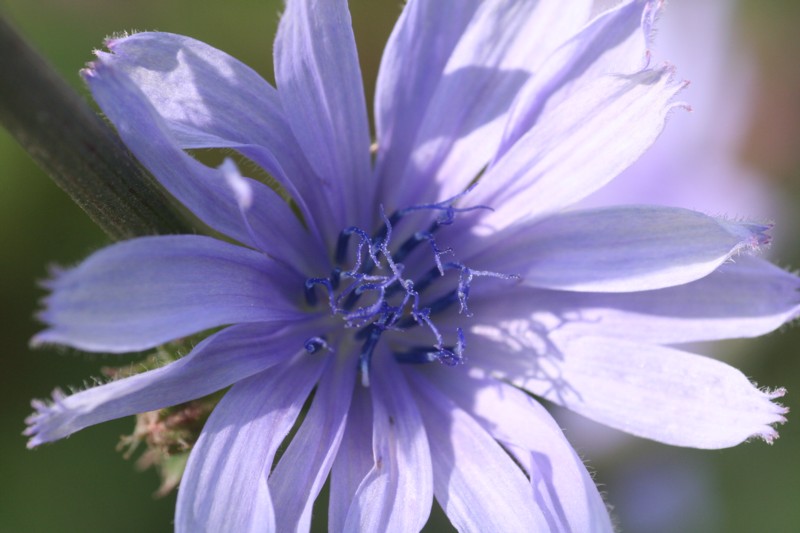 Chicory