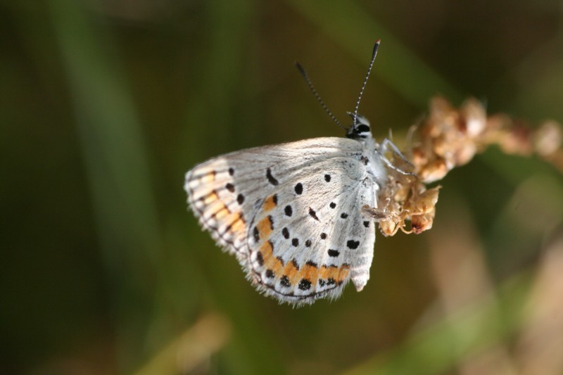 Melissa Blue (female)