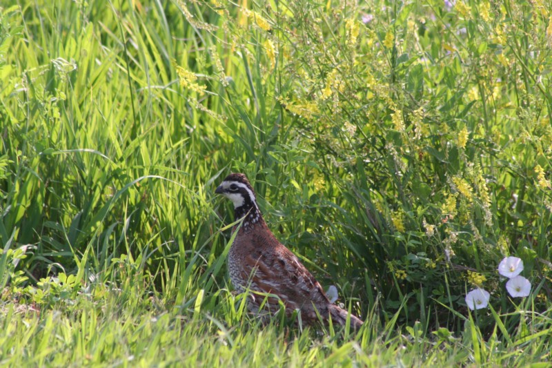 Northern Bobwhite