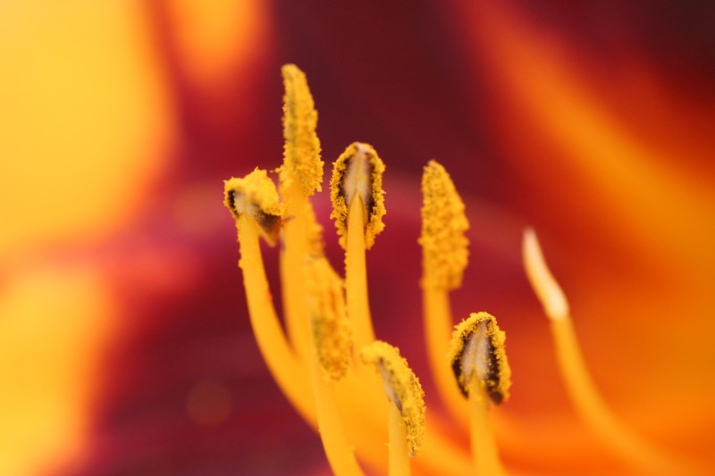 Lily
