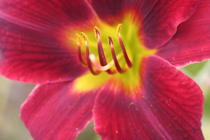 Lily