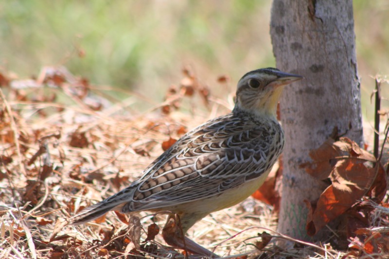 Young Meadowlark