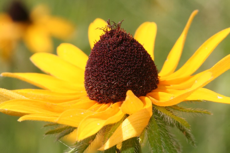Black-eyed Susan