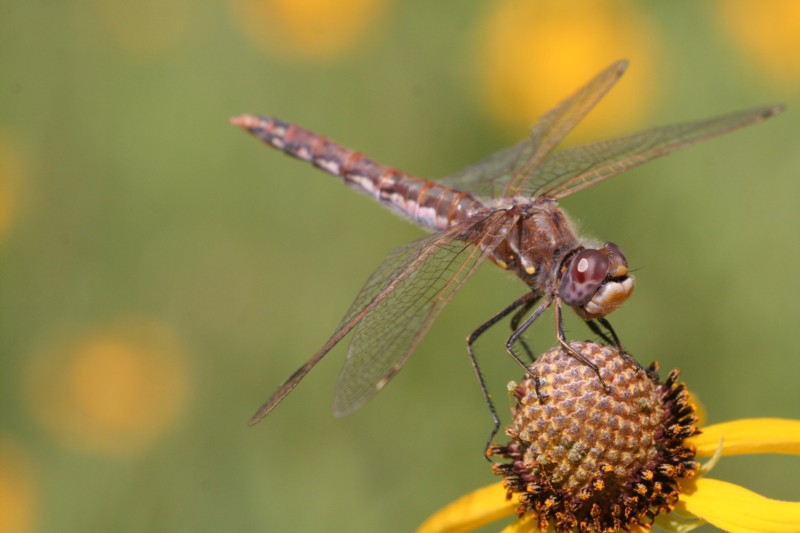 Dragonfly