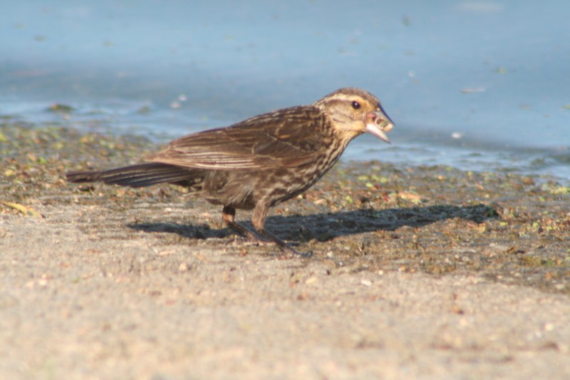 Red-wing Blackbird (female)
